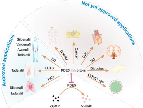 Therapeutic applications of PDE5 inhibitors. On the left side (light... | Download Scientific ...