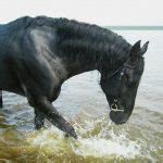 Kabarda Horse Breed Information, History, Videos, Pictures