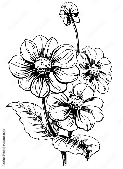 Vector line art black and white flower.Vector isolate element ...