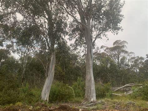 Potoroo success – Go Birding