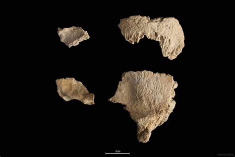 Neanderthal Skull Reveals Secrets Of Ancient Community