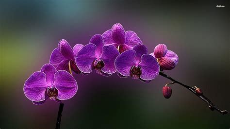 Purple Orchid Wallpapers - Wallpaper Cave