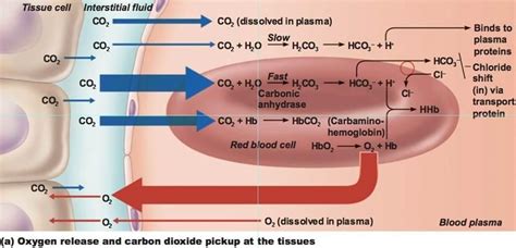 carboxyhemoglobin and carbaminohemoglobin - Google Search | Anatomy and physiology textbook ...