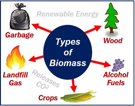 What is biomass energy? Definition and some examples