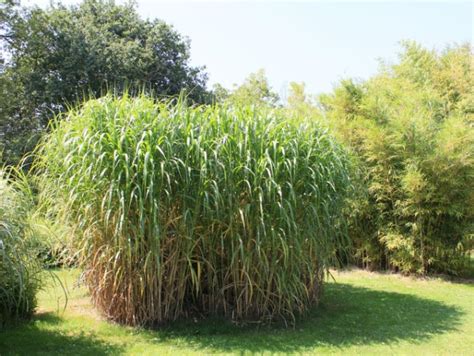 Miscanthus 'Giganteus', Elefantengras günstig kaufen