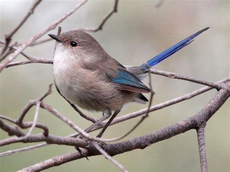 Splendid Fairy Wren