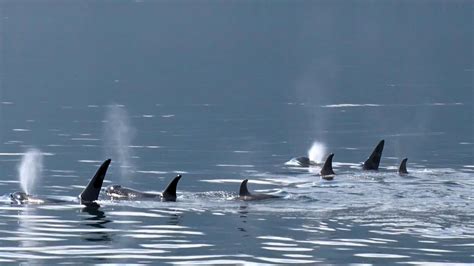 Radio Free Orca: A Broadcast for World Peace - American Conservation ...