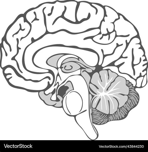 Blank Brain Diagrams To Fill In