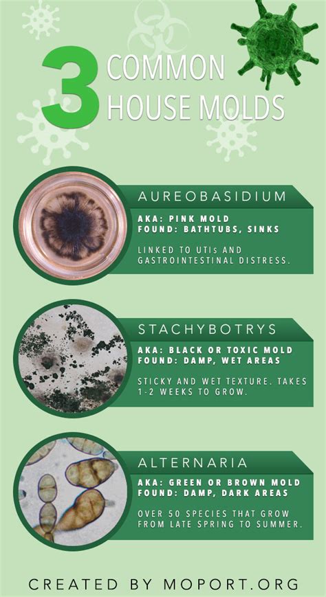 3 Common Household Molds - Infographic Plaza