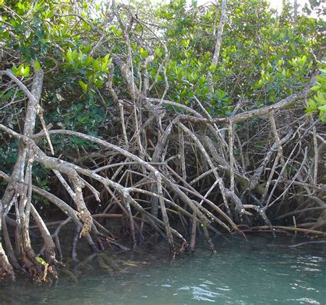 Florida mangroves reveal complex relationship between climate and natural systems | UCLA