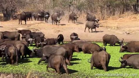 See The Wildlife of South Luangwa National Park - YouTube