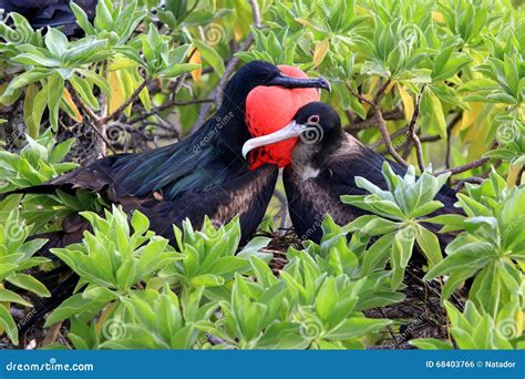 Great Frigatebird Couple during Mating Season Stock Photo - Image of inflated, amazing: 68403766