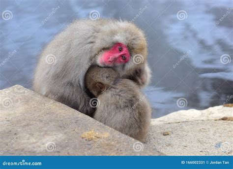 Mother and Child Japanese Macaques Snow Monkey at Jigokudani Monkey Park in Japan Stock Image ...