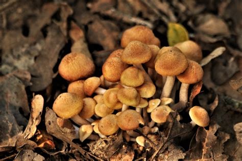 Honey Mushrooms Close-up Free Stock Photo - Public Domain Pictures