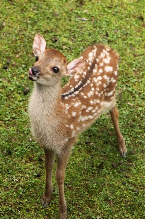 NARAWALK GUIDE's JOURNAL: New Born Baby Deer | Animal faces, Cute ...