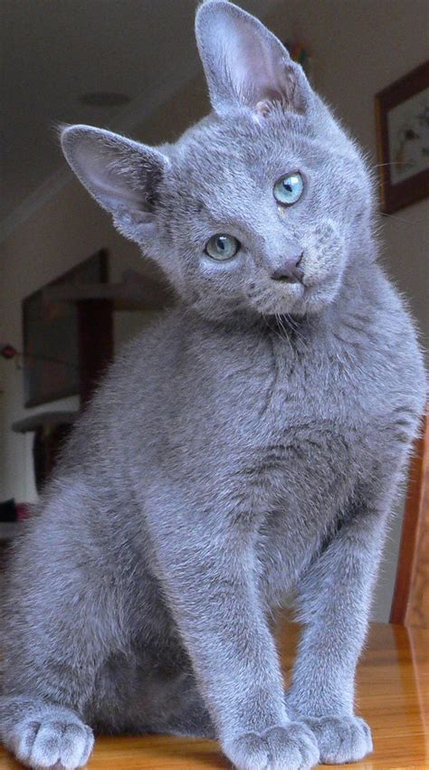 Russian Blue Cat - Animals Photo (36488845) - Fanpop