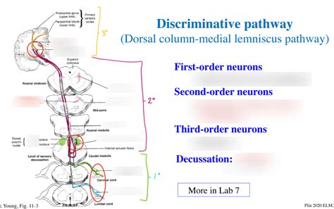 Medial Lemniscus pathway Diagram | Quizlet