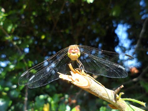 Green dragonfly - Insect Week