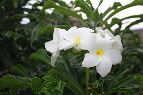 Premium Photo | Beautiful white plumeria flowers on tree