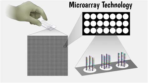 What is Microarray Technology its Principle, Uses, Application and Limitation - Bio Help Learning