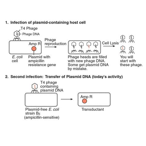 Transduction of an Antibiotic-Resistance Gene Kit (with perishables ...