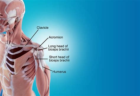 7 Best Exercises To Treat (& Prevent) Biceps Tendinitis