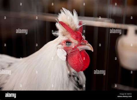 Red V comb white rooster portrait, genetic defect double cockscomb ...