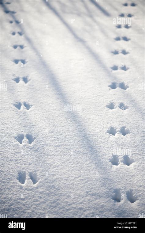 Red Squirrel Tracks In Snow