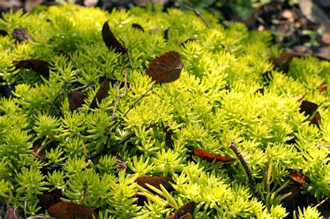 Rambling Wren: Lemon Coral Sedum