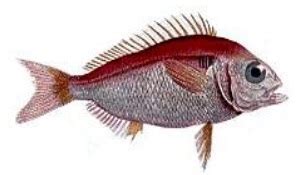 Bream Species | British Sea Fishing