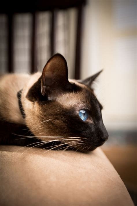 Dark Brown Siamese Cat - British Shorthair