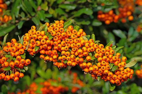 This Is The Simple Process Gardeners Advise When Planting Pyracantha In ...