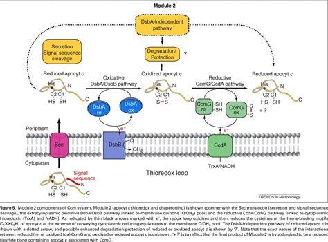 Figure 2 from Cytochrome c biogenesis: the Ccm system. | Semantic Scholar