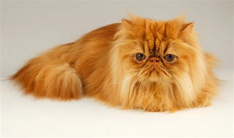 Persian vs British Longhair - Breed Comparison | MyCatBreeds