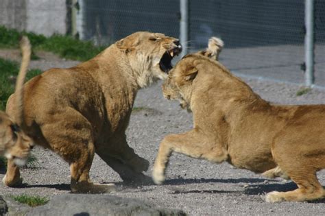 Fighting lions | Lions fighting during feeding time at Parad… | Flickr