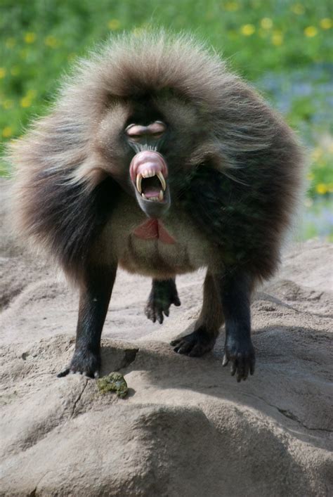 Gelada baboon | Gelada baboon running straight at me. Thankf… | Flickr