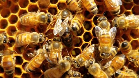 Queen honey bee laying eggs must see - YouTube