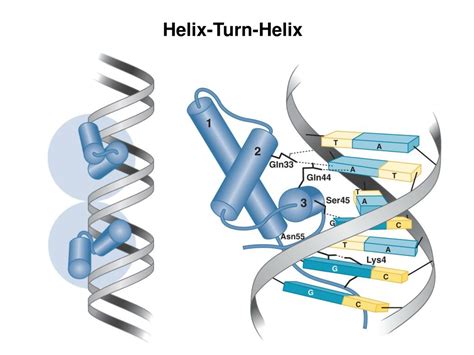 PPT - DNA-binding Domains Structural considerations of the DNA double helix PowerPoint ...