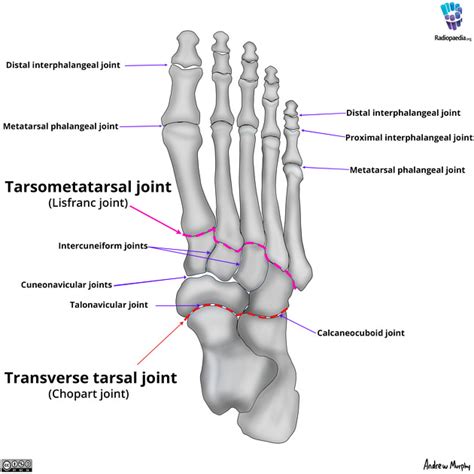 Foot Diagram