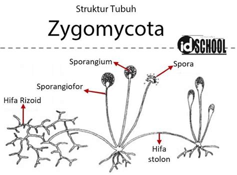 Gambar Struktur Tubuh Zygomycota dan Keterangannya – idschool.net