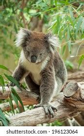 Native Australian Koala Bear Eating Eucalyptus Stock Photo 196123064 ...