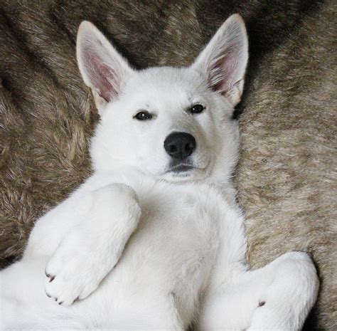 Pics Of White German Shepherd Puppies - Pets Lovers