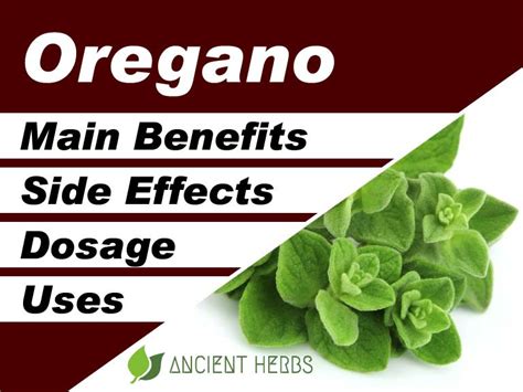 Oregano Benefits, Uses, Dosage & Side Effects