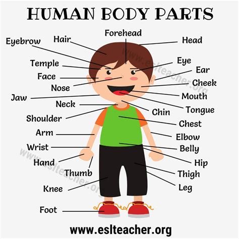 Body Parts Names: 20 Proper Names for Human Body Parts - ESL Teacher | Human body vocabulary ...