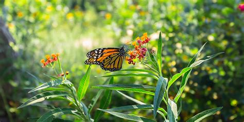 Monarch Butterfly Garden Initiative – City of Bryan, Texas