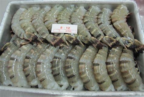 Black Tiger Shrimps Suppliers, Asian Tiger Shrimps, Giant Shrimps Exporters, Tiger Shrimps Price ...