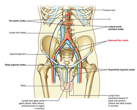 Lymph Nodes of Pelvis – Earth's Lab