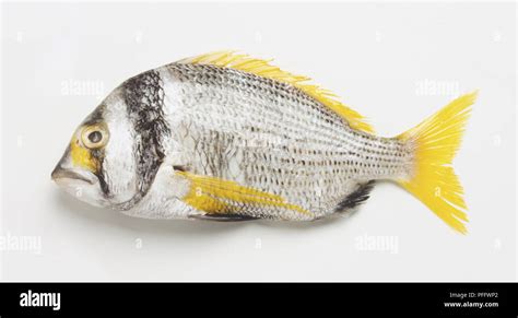 A sliver coloured fish with yellow fins, side view Stock Photo - Alamy