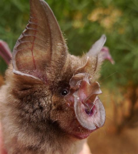 Rüppell's horseshoe bat (Bats of Africa) · iNaturalist