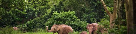 16 Thailand Wildlife Tours - Thailand Safari Tour